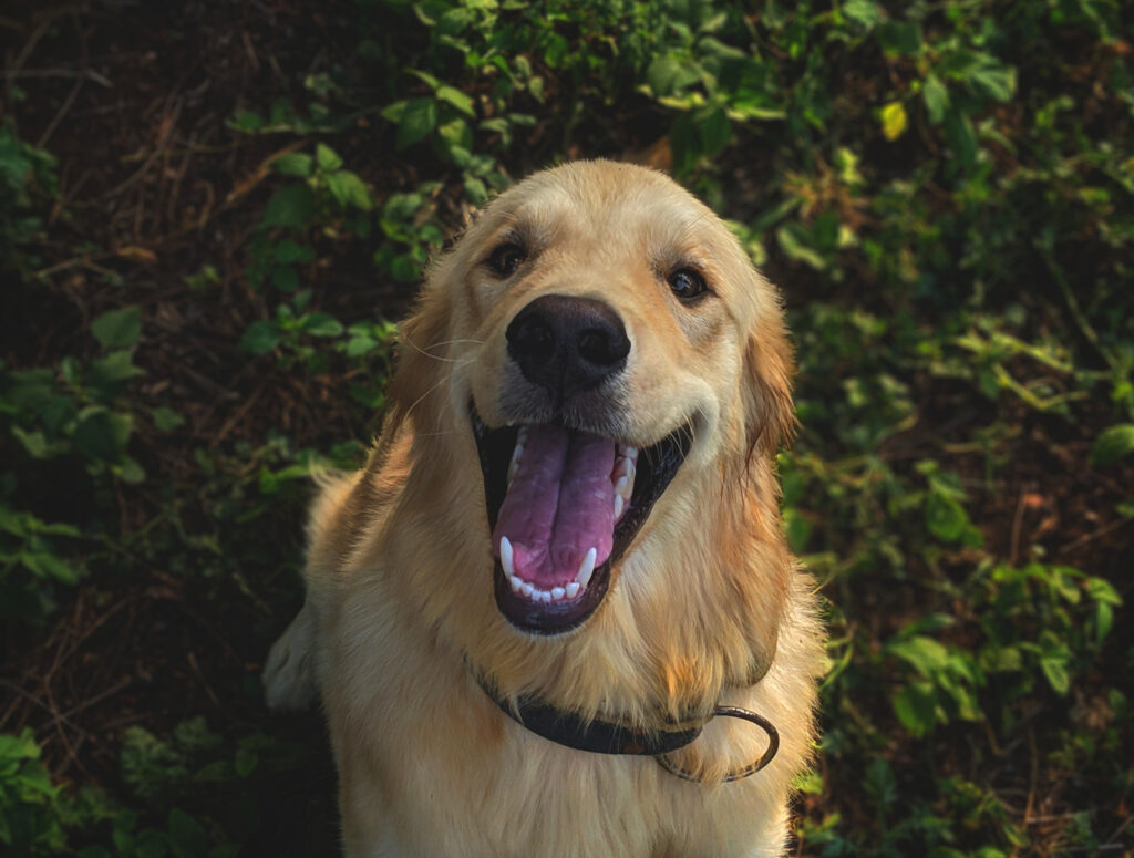 Dog smiling showing teeth