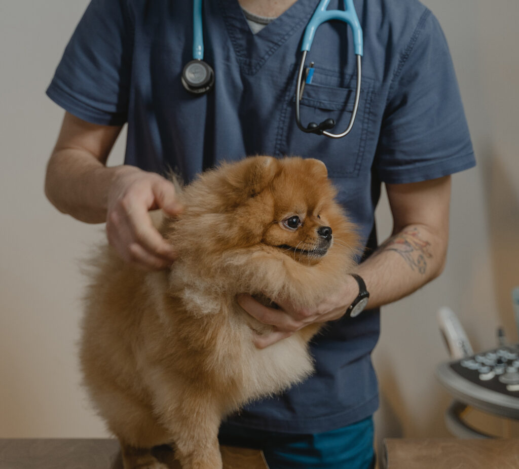 A dog being examined by a veterinarian