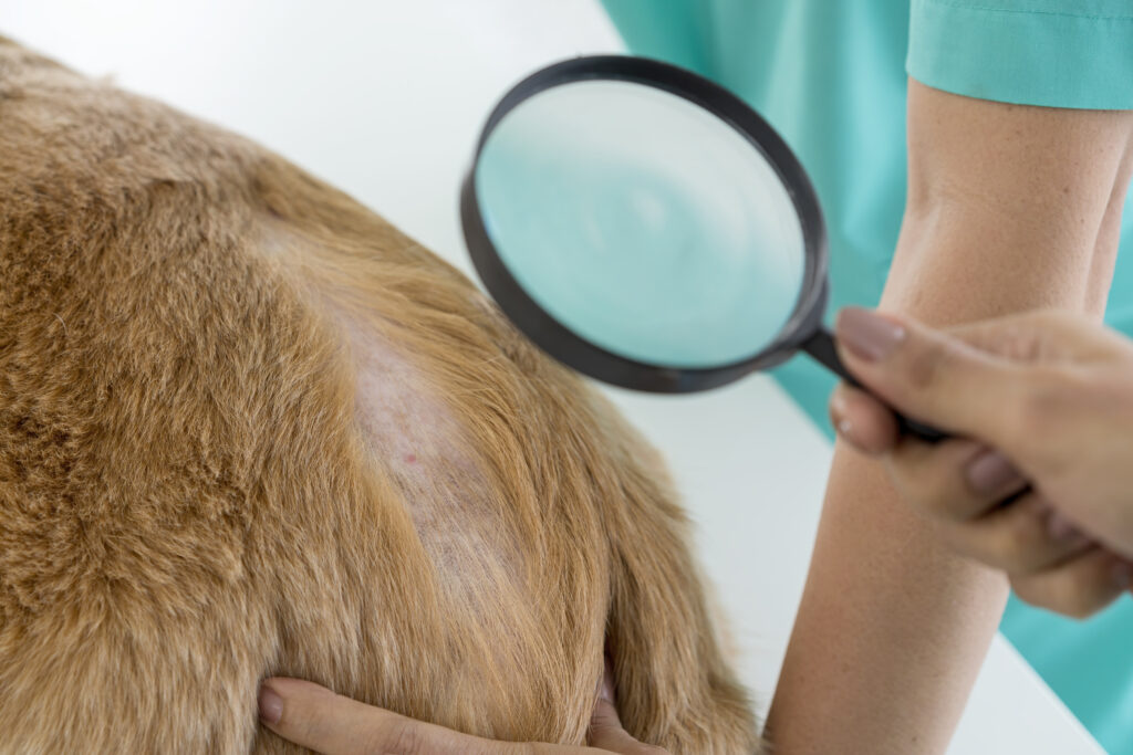 A dog being inspected for parasites by a veterinarian